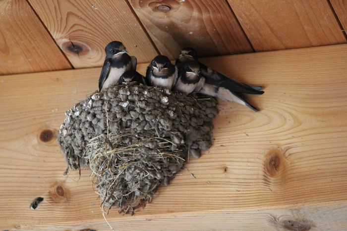 Junge Schwalben warten im Nest auf ihre Eltern