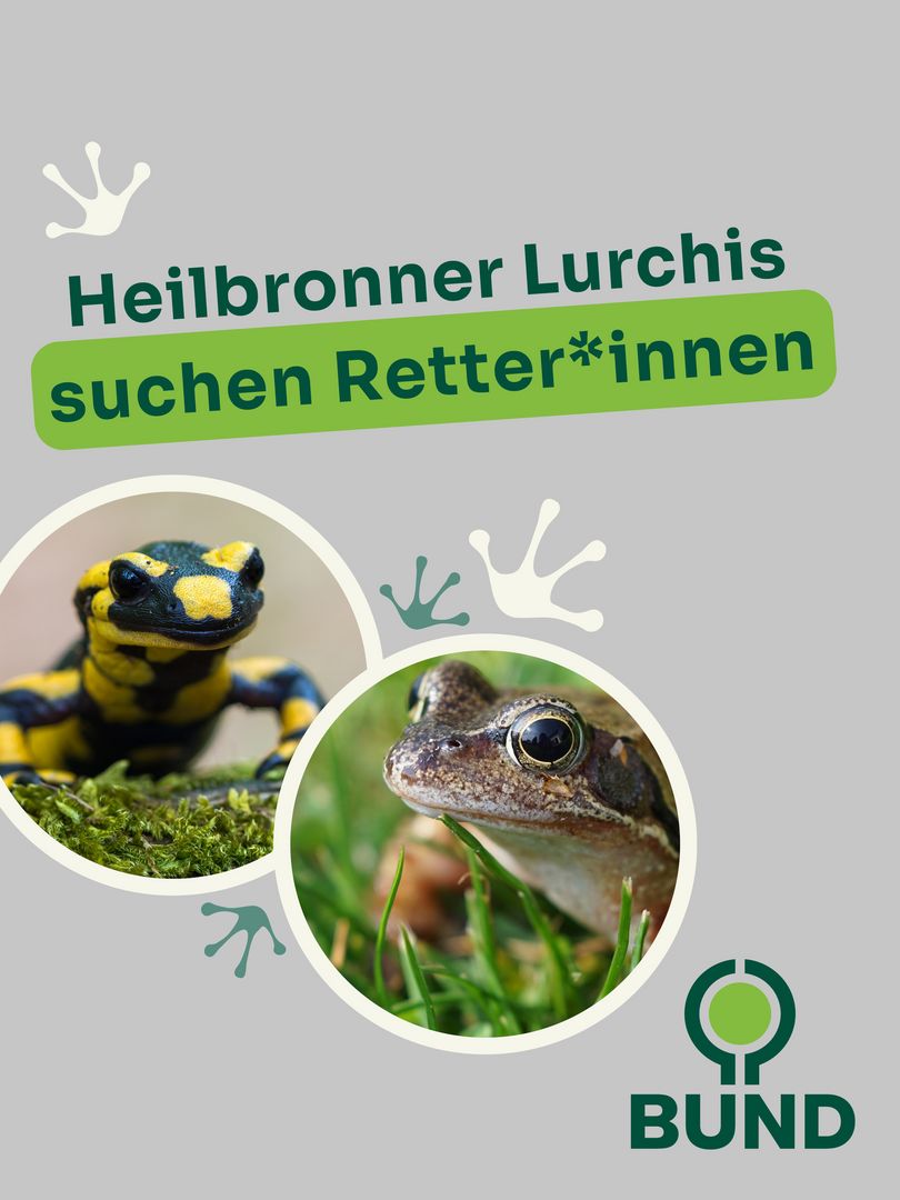Heilbronner Lurchis suchen Retter*innen